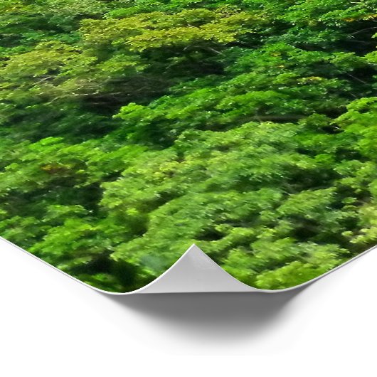 Norfolk Island Pine Trees Poster (Ecke)