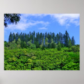 Norfolk Island Pine Trees Poster (Vorne)