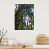 Norfolk Island Pine Trees Poster (Küche)