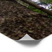 Norfolk Island Pine Trees Poster (Ecke)