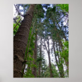 Norfolk Island Pine Trees Poster (Vorne)