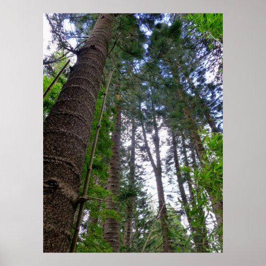 Norfolk Island Pine Trees Poster (Vorne)