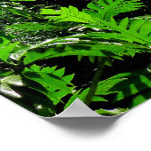 Norfolk Island Pine Trees Poster (Ecke)