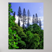 Norfolk Island Pine Trees Poster (Vorne)