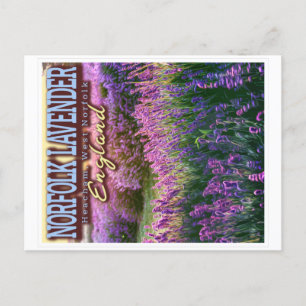 NORFOLK LAVENDER - LAVENDER FIELD NORFOLK ENGLAND POSTKARTE