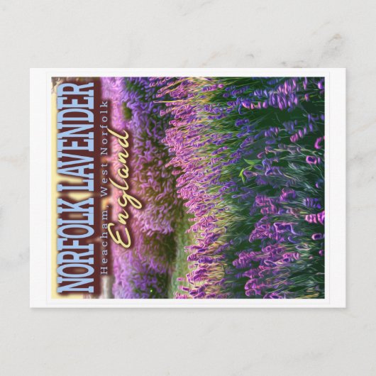 NORFOLK LAVENDER - LAVENDER FIELD NORFOLK ENGLAND POSTKARTE (Vorderseite)