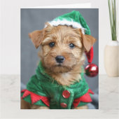 Norfolk Terrier Elf Welppy Christmas Card Karte (Vorderseite)