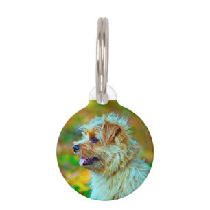 Norfolk Terrier Hund. Haustiermarke