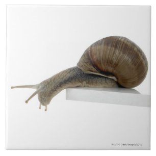 Normalsnail Fliese