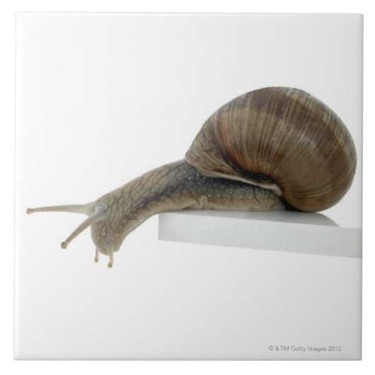 Normalsnail Fliese (Vorderseite)