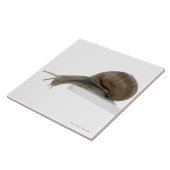 Normalsnail Fliese (Seite)