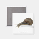 Normalsnail Magnet (Vorderseite/Rückseite)