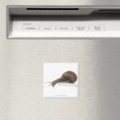Normalsnail Magnet (In Situ (Geschirrspüler))