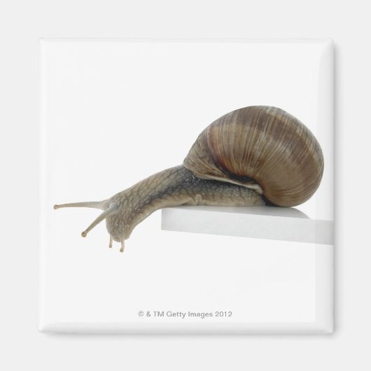 Normalsnail Magnet (Vorne)