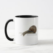 Normalsnail Tasse (Links)