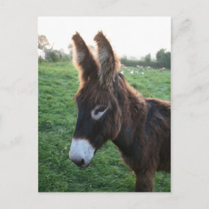 Normandie 2009 postkarte