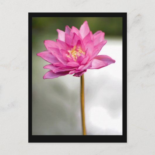 NORMAN'S LOTUS VISION POSTKARTE (Vorderseite)