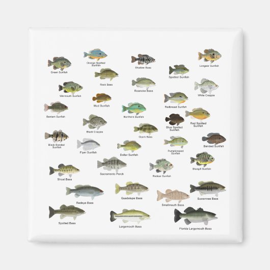 North America Sunfish Family Magnet (Vorne)