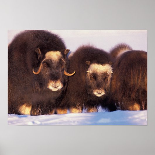 North America, USA, Alaska, Arctic Circle, Poster (Vorne)