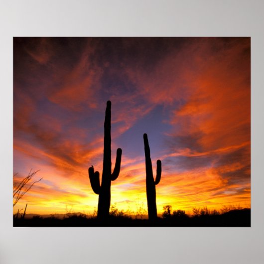 North America, USA, Arizona, Sonoran Desert. Poster (Vorne)