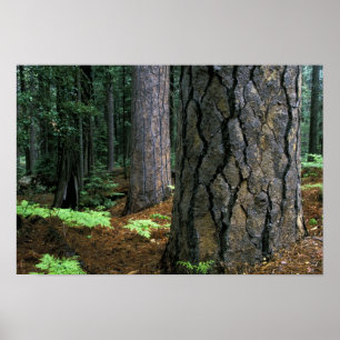 North America, USA, California, Yosemite Poster