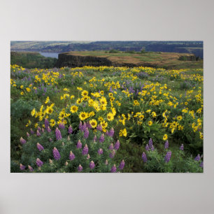 North America, USA, Oregon, Columbia River Poster