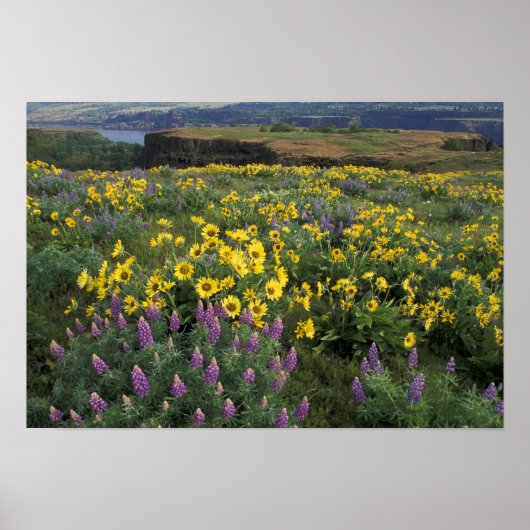 North America, USA, Oregon, Columbia River Poster (Vorne)