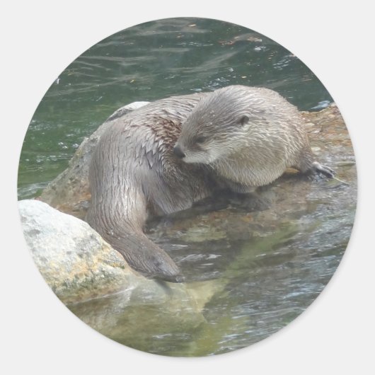 North American River Otter #2 Stickers (Vorderseite)