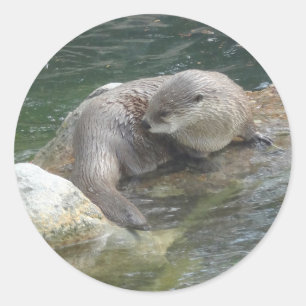 North American River Otter #2 Stickers