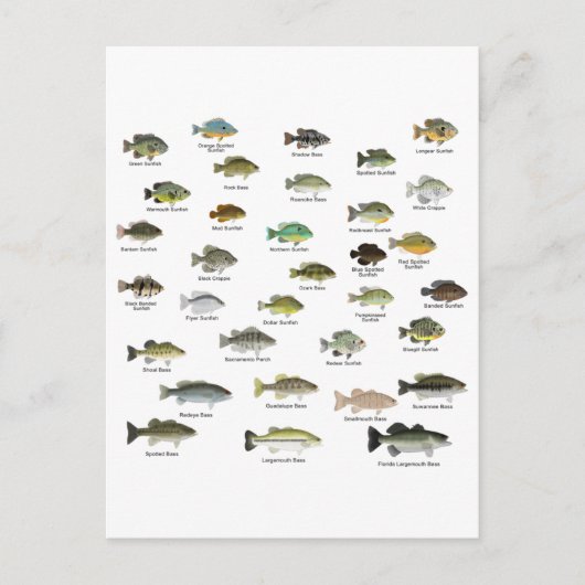 North American Sunfish Group Postkarte (Vorderseite)