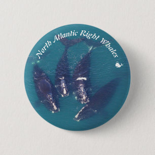 North Atlantic Right Whales von RoseWrites Button