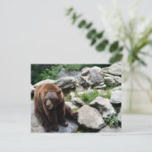 North Carolina Bears Postkarte (Stehend Vorderseite)