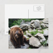 North Carolina Bears Postkarte (Vorne/Hinten)