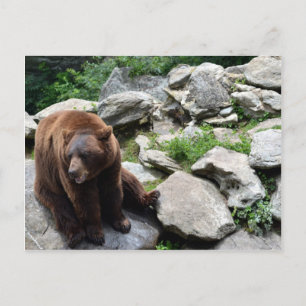 North Carolina Bears Postkarte