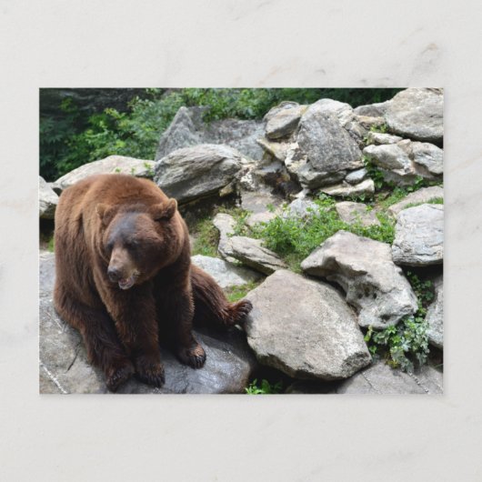 North Carolina Bears Postkarte (Vorderseite)