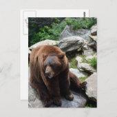 North Carolina Bears Postkarte (Vorne/Hinten)
