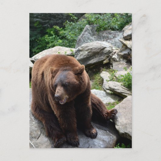 North Carolina Bears Postkarte (Vorderseite)