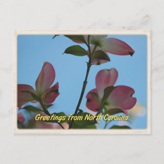 North Carolina Pink Dogwood Postcard Postkarte