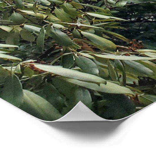 North Carolina Silver Run Falls Wasserfall Poster (Ecke)