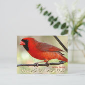 North Carolina Staat Bird - Nordlicher Kardinal Postkarte (Stehend Vorderseite)