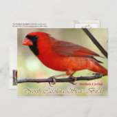 North Carolina Staat Bird - Nordlicher Kardinal Postkarte (Vorne/Hinten)