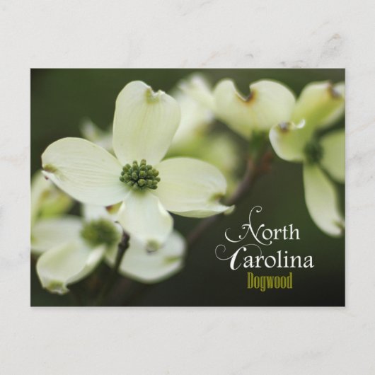 North Carolina Staat Blume: Dogwood Postkarte (Vorderseite)