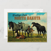 North Dakota Nokota Pferde Postkarte (Vorne/Hinten)
