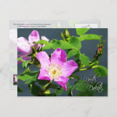 North Dakota Staat Blume: Wild Prairie Rose Postkarte (Vorne/Hinten)
