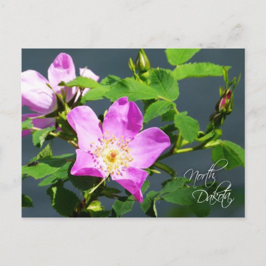 North Dakota Staat Blume: Wild Prairie Rose Postkarte (Vorderseite)