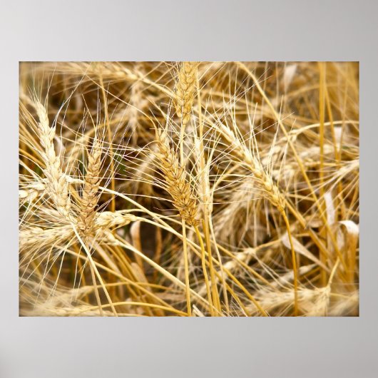 North Dakota Wheat Poster (Vorne)