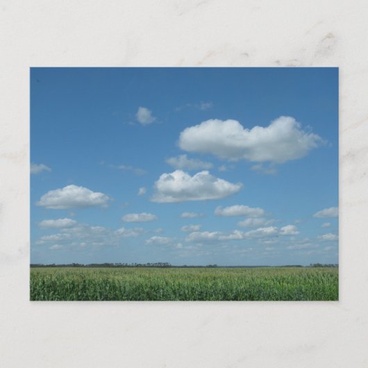 North- Dakotamais-Feld Postkarte (Vorderseite)