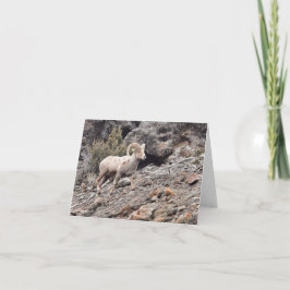 North Fork Ram - 4" x 5,6" Notizkarte Feiertagskarte