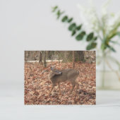 North Georgia Mountain Whitetail Deer Postkarte (Stehend Vorderseite)
