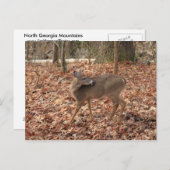 North Georgia Mountain Whitetail Deer Postkarte (Vorne/Hinten)